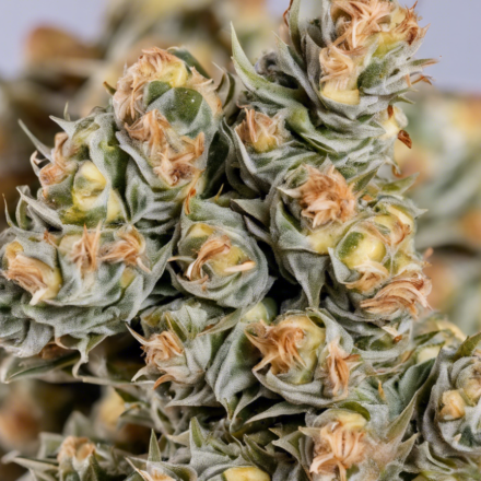Pineapple Runtz: A Popular Cannabis Strain